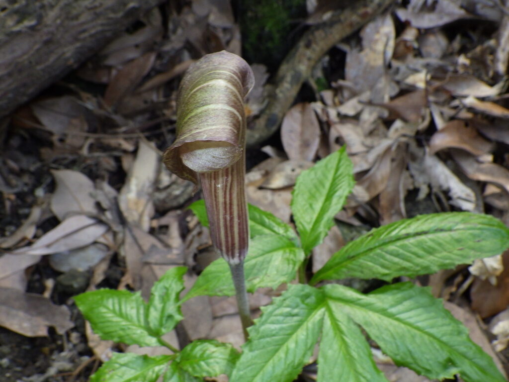 ミミガタテンナンショウの花