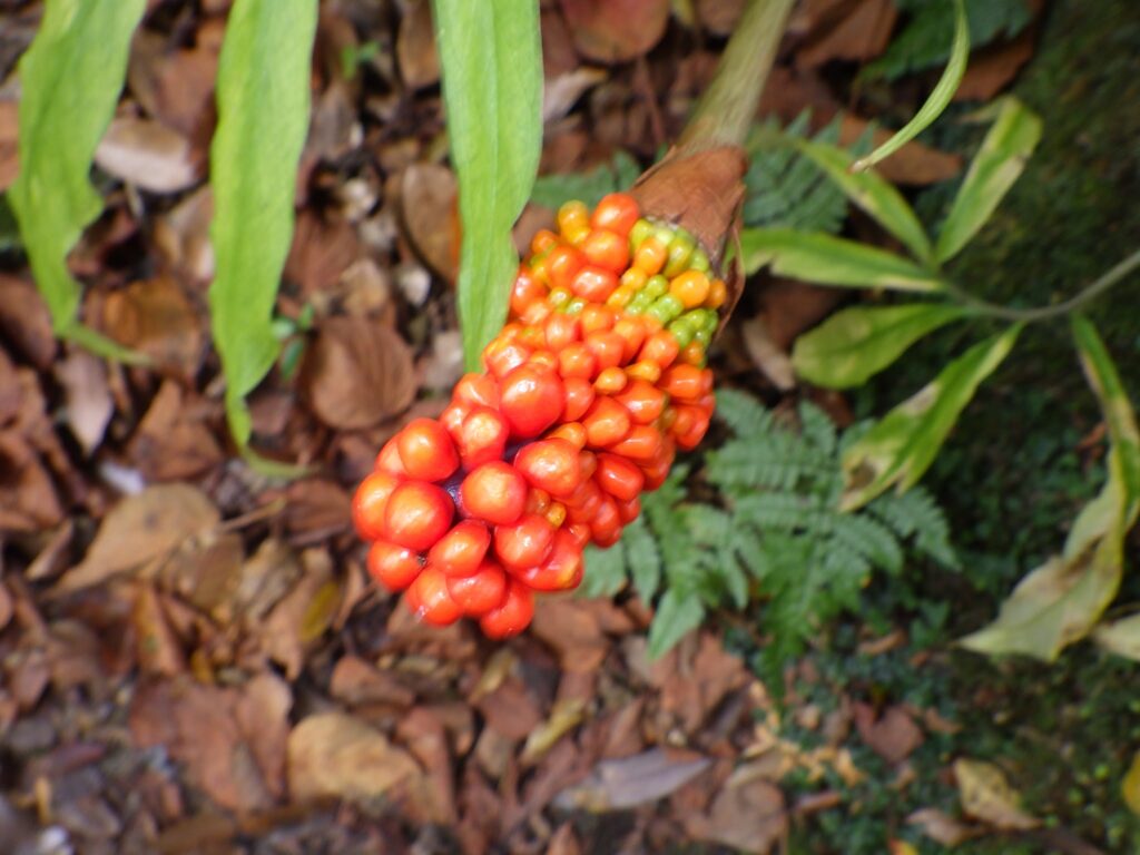 マムシグサの未熟果