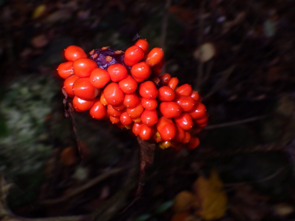 マムシグサの果実