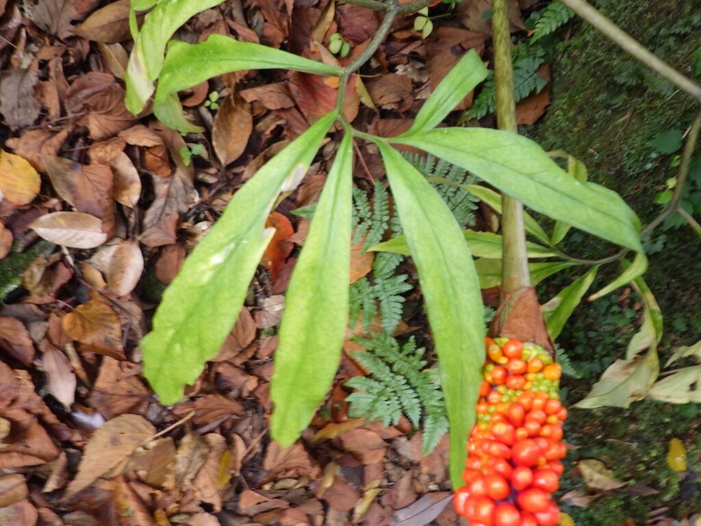 マムシグサの葉