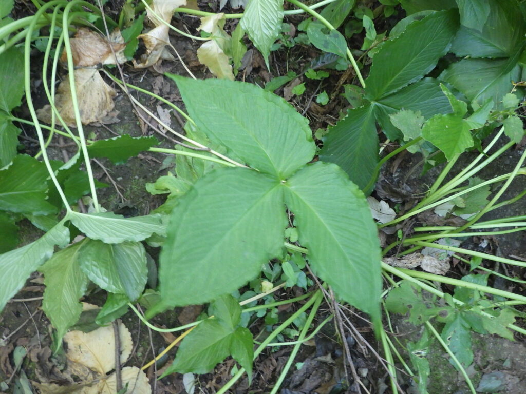 オオハンゲの葉上面