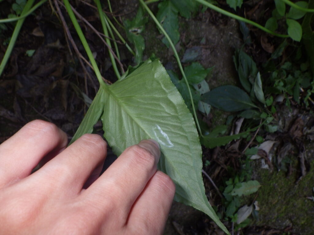 オオハンゲの葉下面