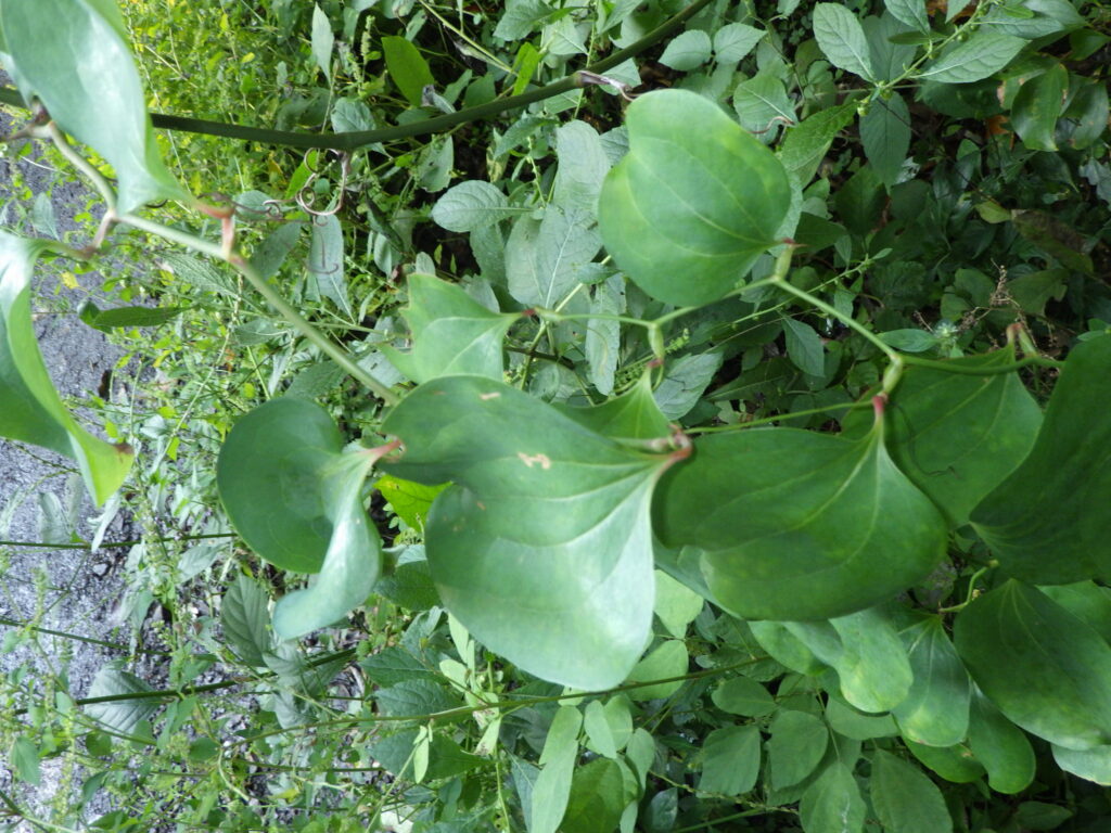 トゲナシサルトリイバラの葉序