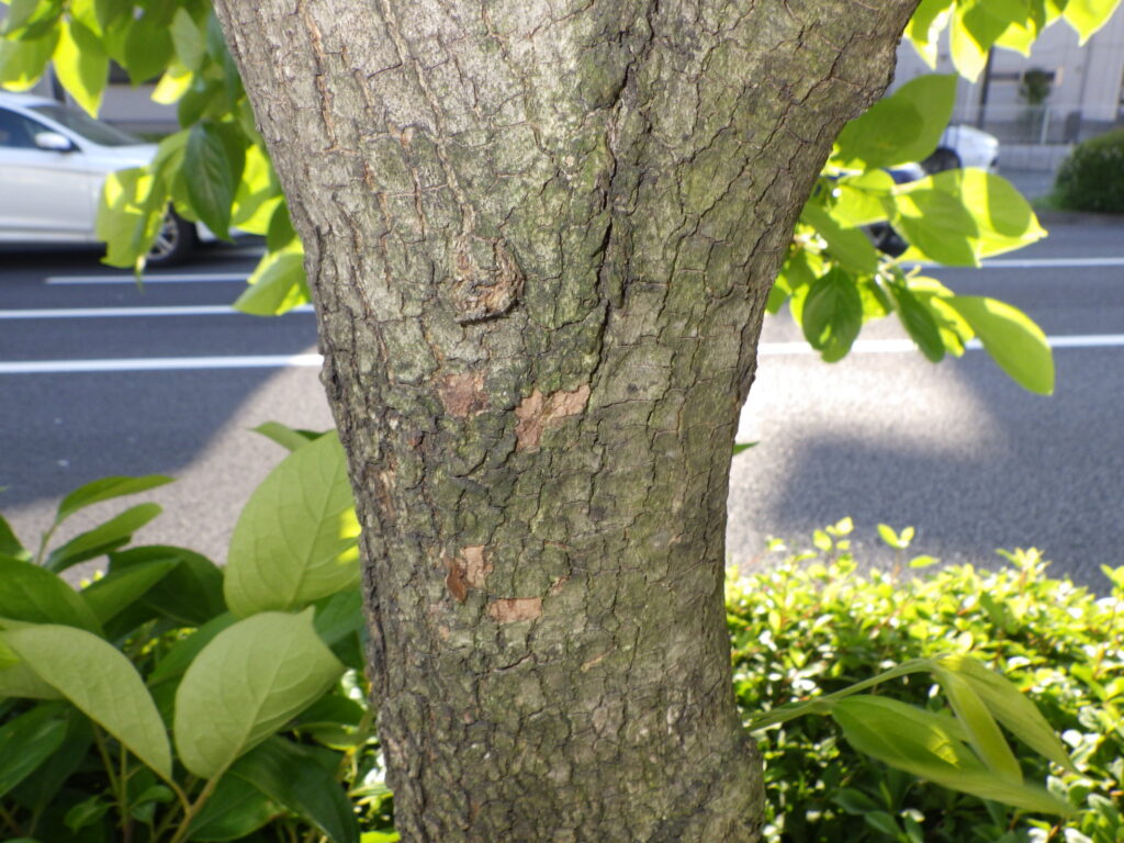 カキノキの樹皮