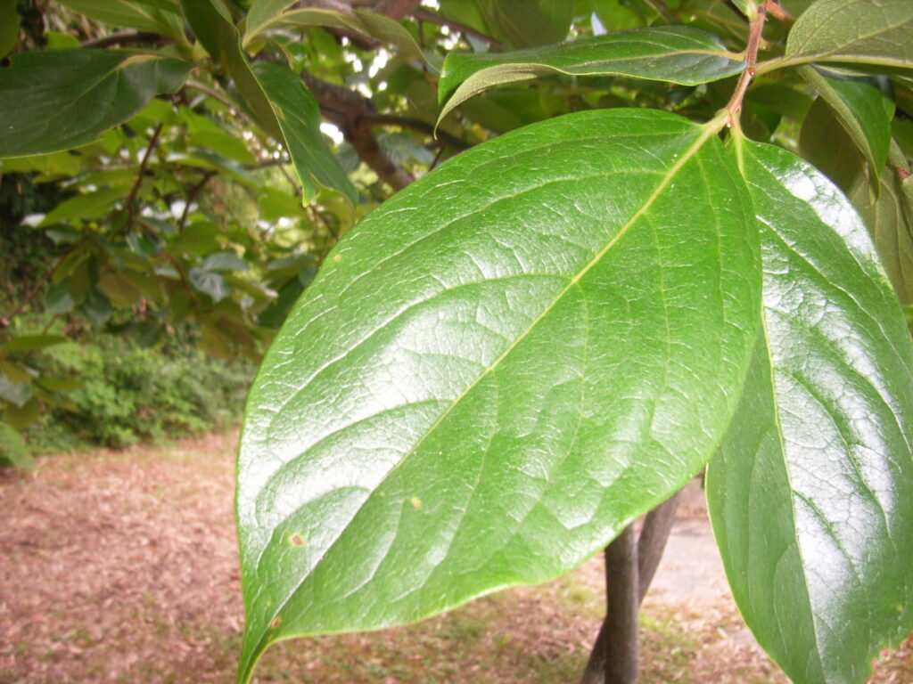 カキノキの葉上面