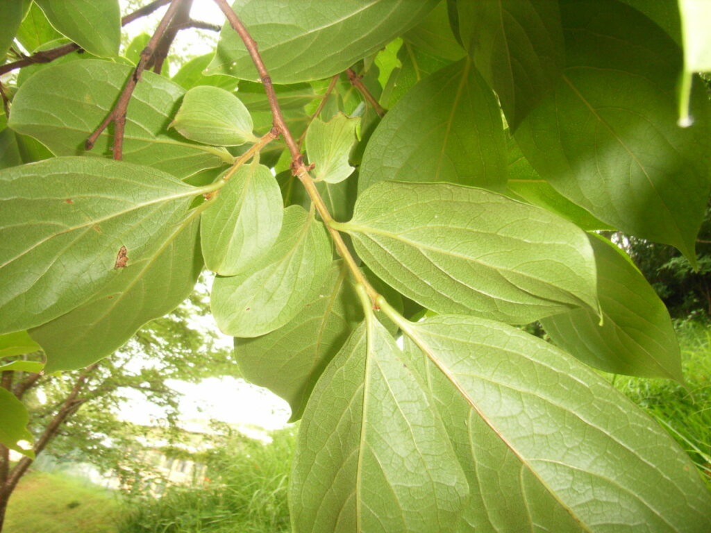 カキノキの葉下面