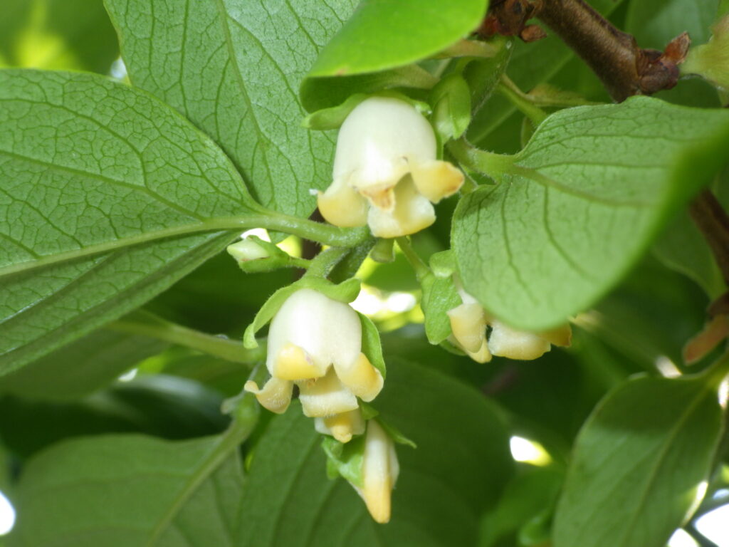 カキノキの花