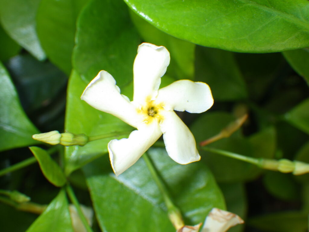 Trachelospermum asiaticum flowers