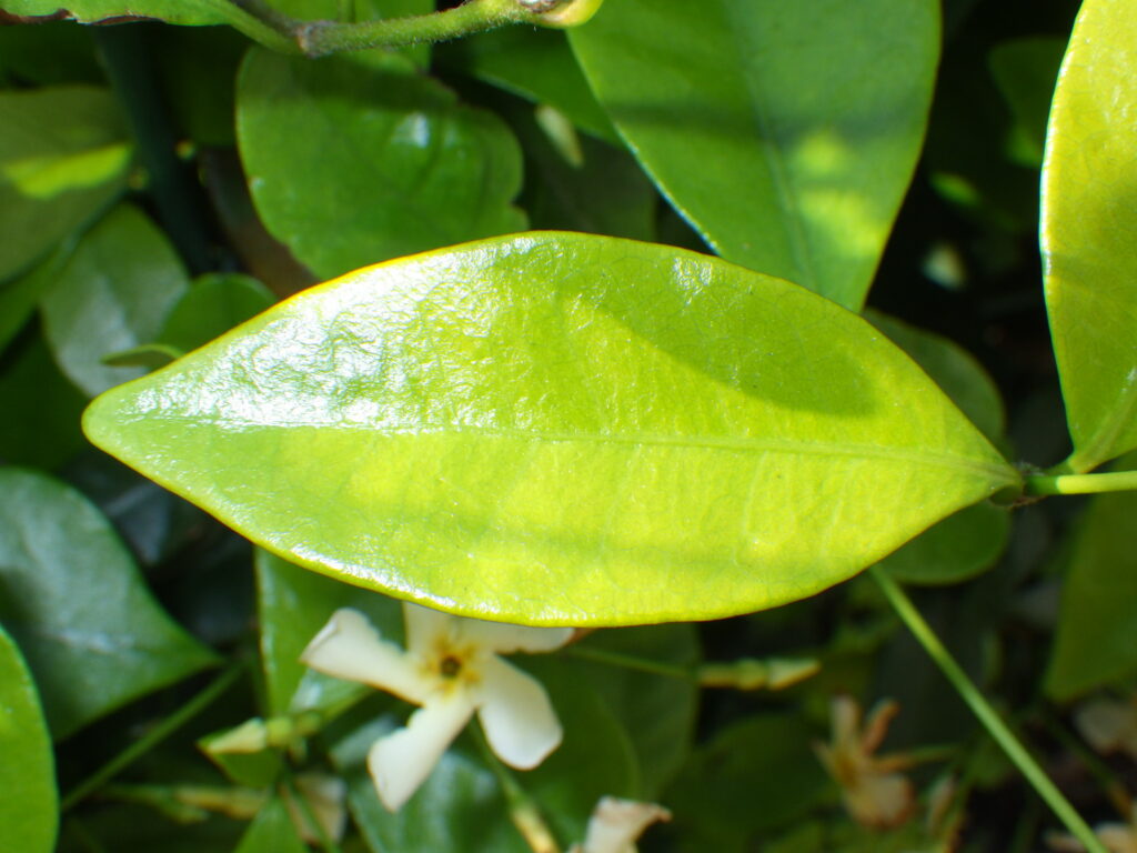 Upper surface of the leaves of Trachelospermum asiaticum