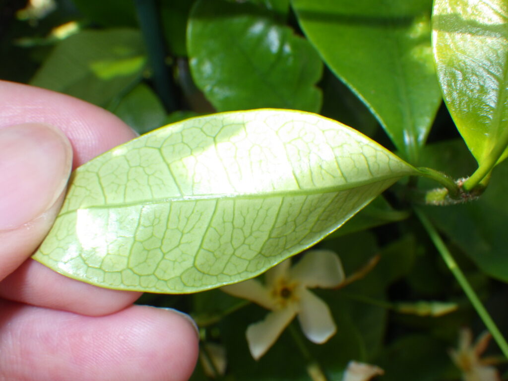 Underside of Trachelospermum asiaticum leaves: hairless