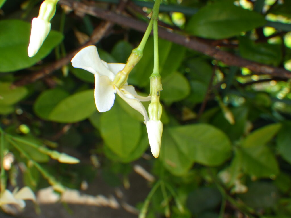 buds of Trachelospermum asiaticum