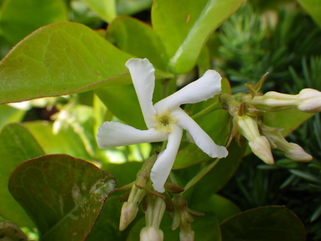 The flowers of Trachelospermum asiaticum: Please also compare the length of the flower tube of the bud on the right with that of Trachelospermum asiaticum.
