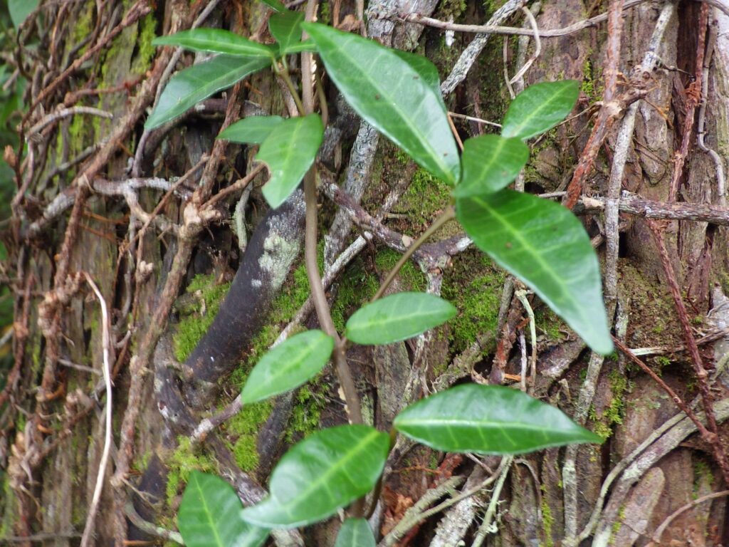 Upper surface of a leaf of Trachelospermum asiaticum (from Yakushima Island)