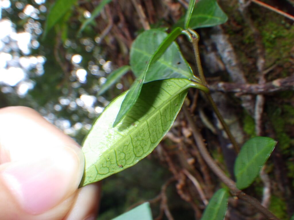 Underside of a leaf of Trachelospermum asiaticum (from Yakushima Island)