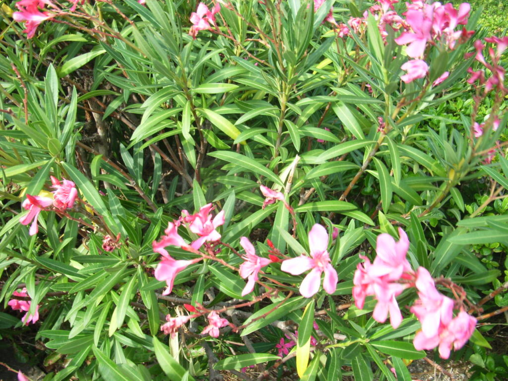 The appearance of an oleander