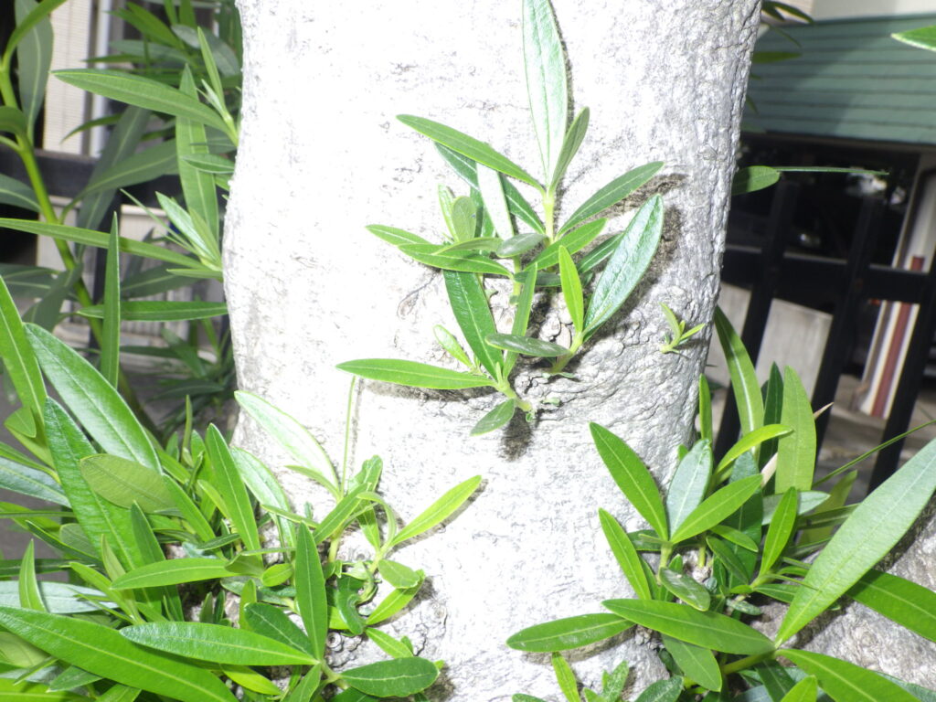 Oleander bark