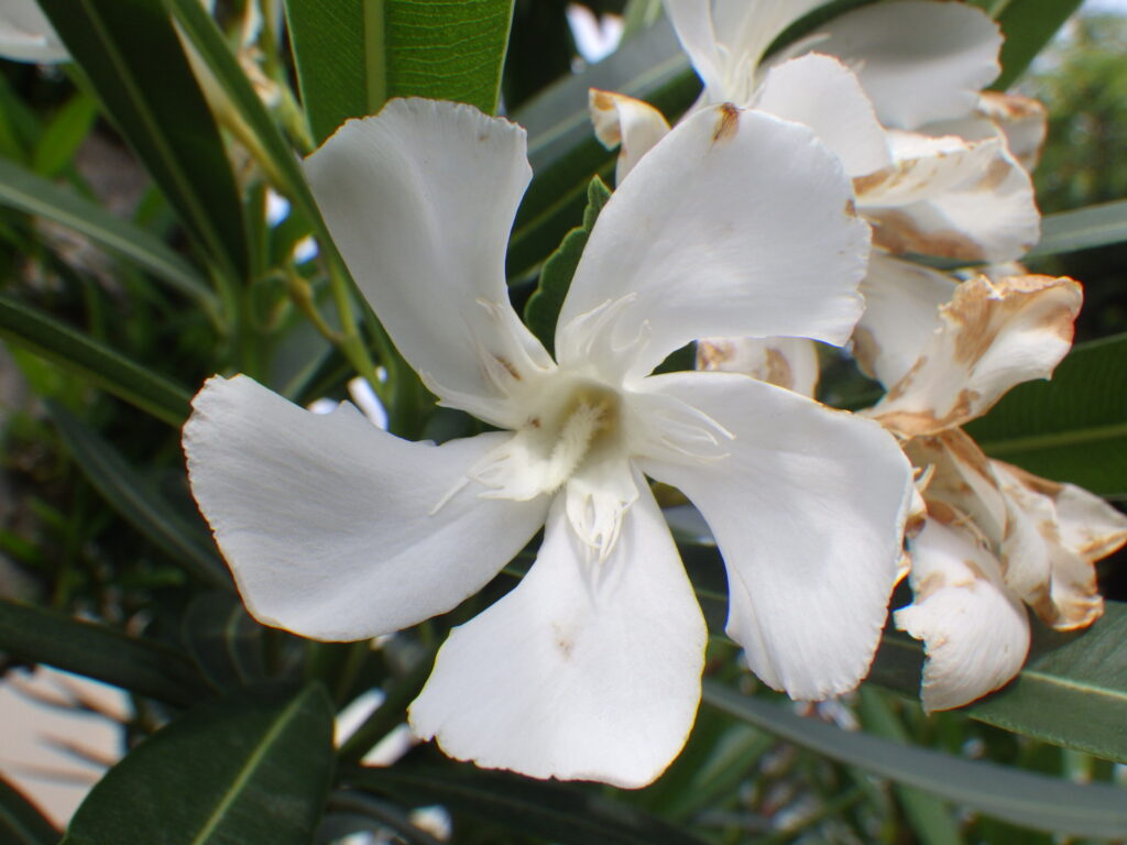 Oleander (white flower type)