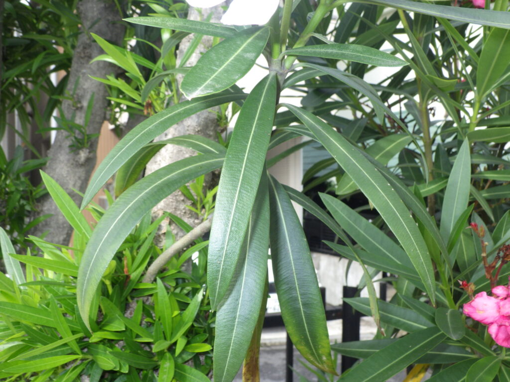 Upper surface of oleander leaves