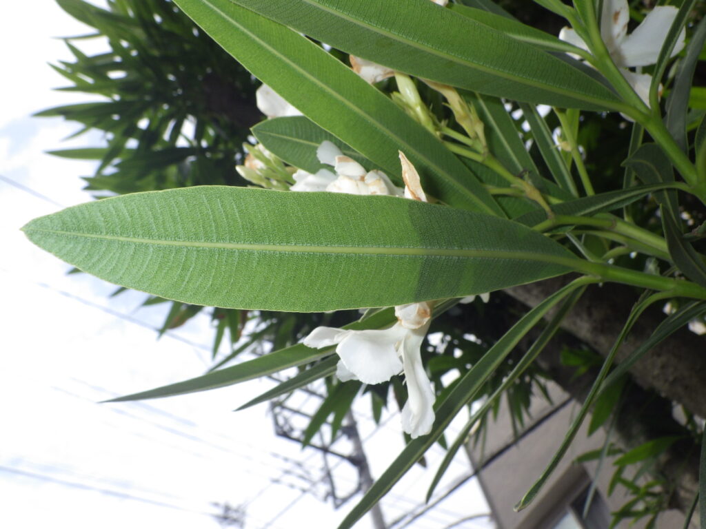 Underside of oleander leaves