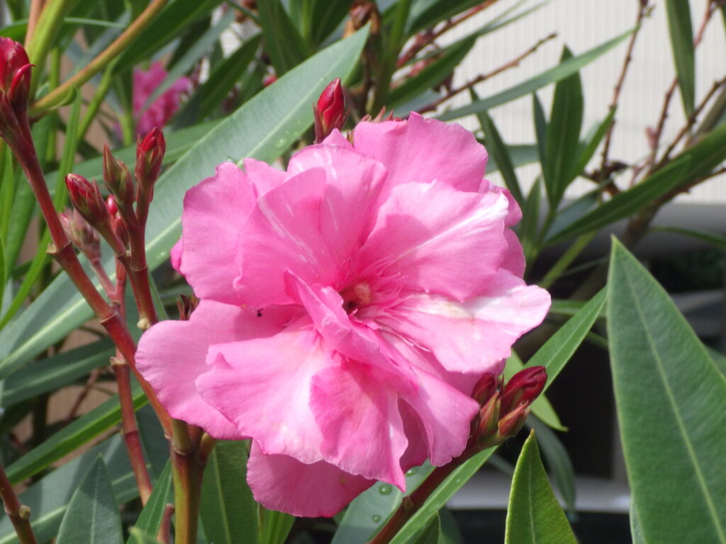 Double oleander flower