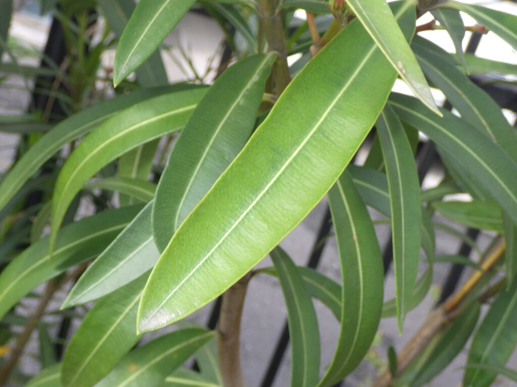 Upper surface of the leaf of double oleander