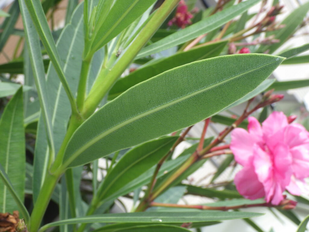 Underside of the leaf of double oleander