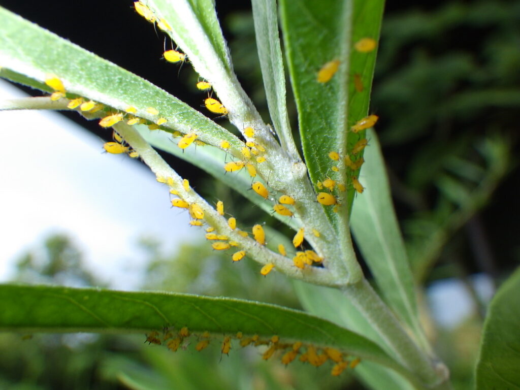 Wingless female adult of the oleander aphid.