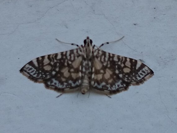 Adult of the white-spotted moth