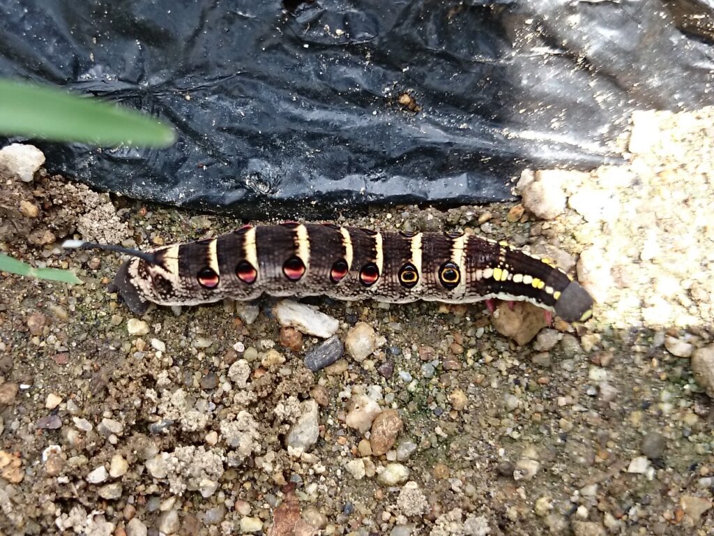 セスジスズメの幼虫
