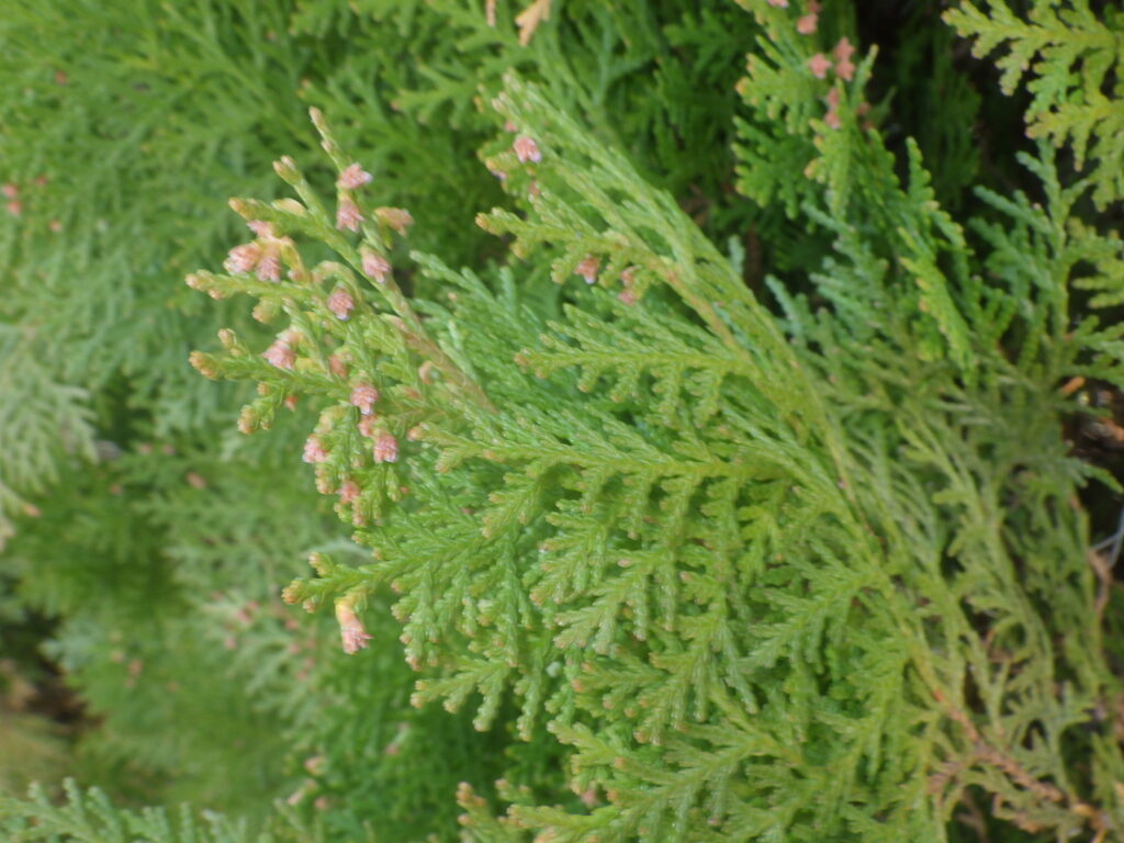 Female flowers of Thuja orientalis