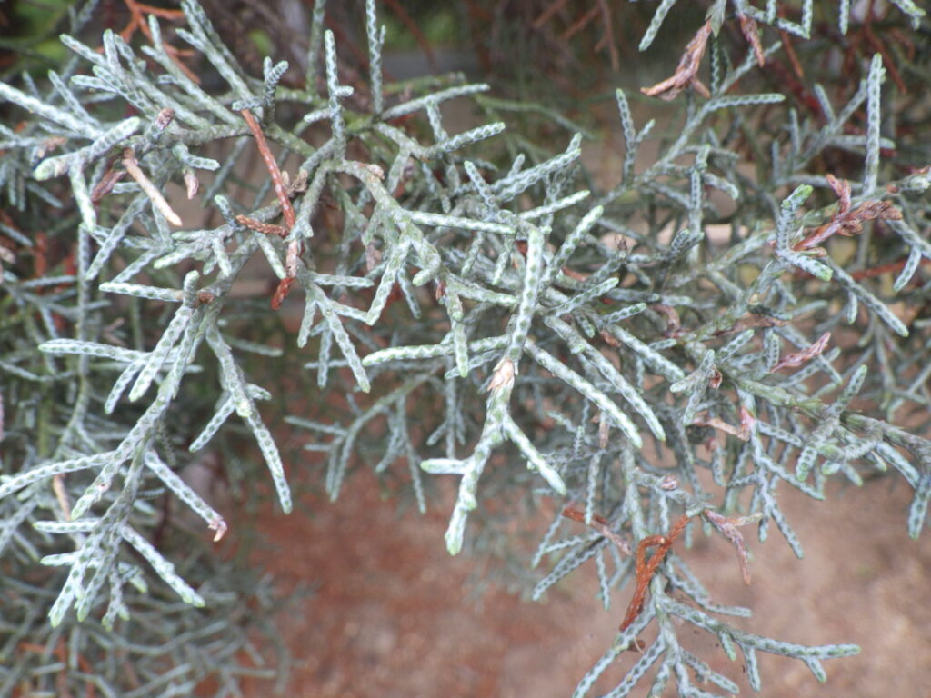 Leaves of the thin Arizona cypress (Blue Ice)