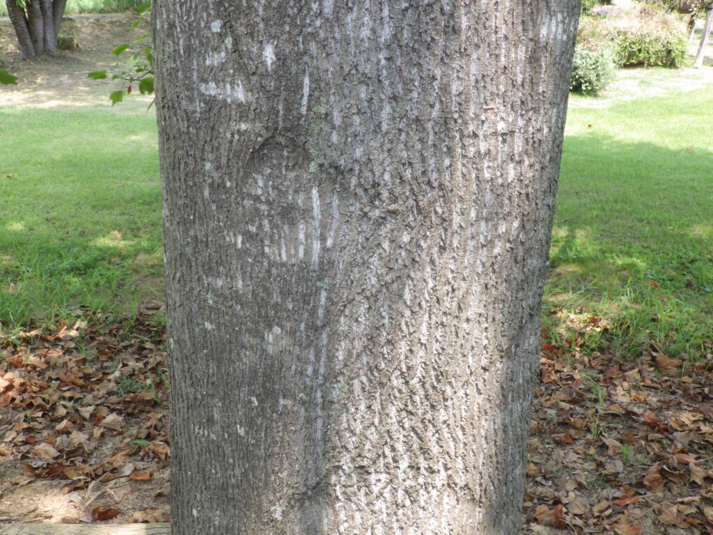 フクリンユリノキの樹皮