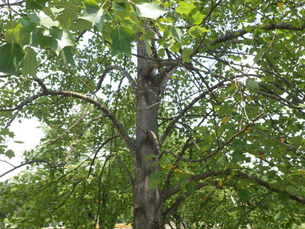 フクリンユリノキの樹形