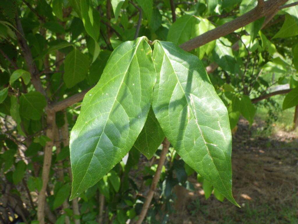 leaves of winter sweet