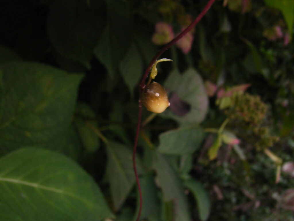 ヤマノイモのムカゴ