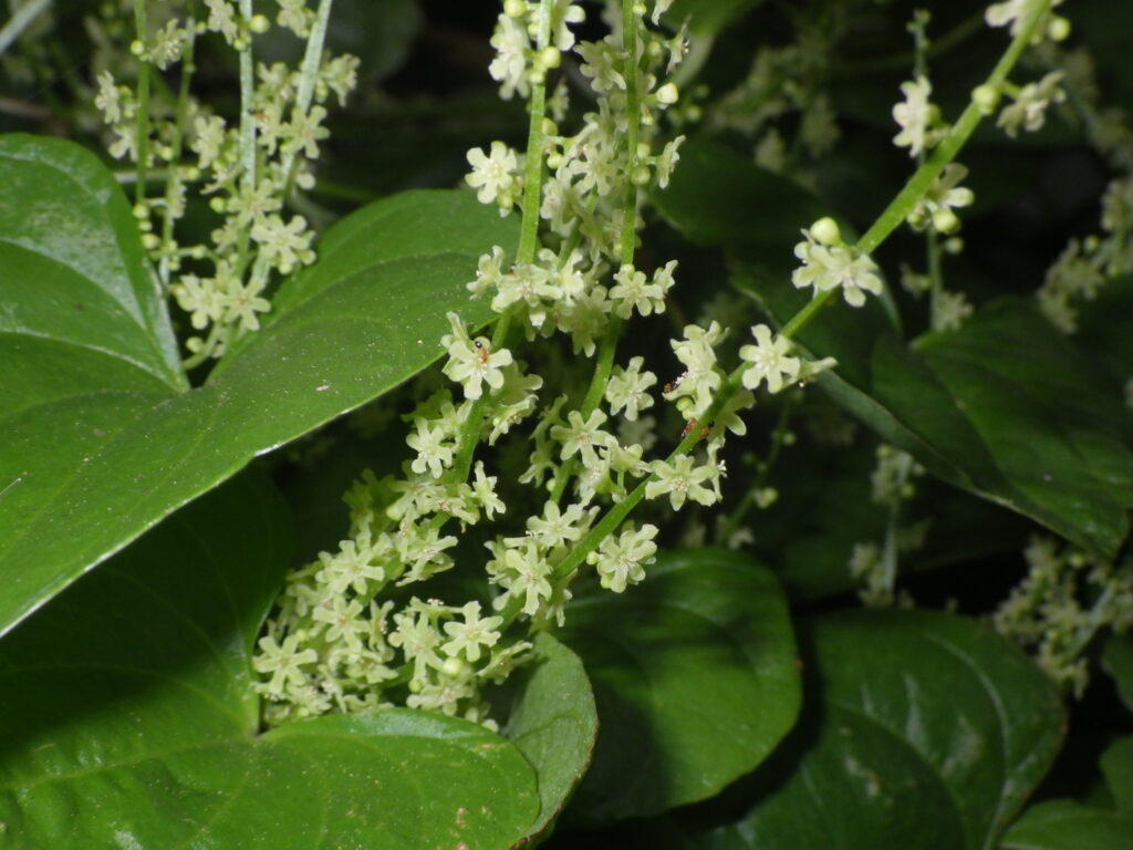 オニドコロの雄花：直立し、黄色。ほぼヌカカ媒。