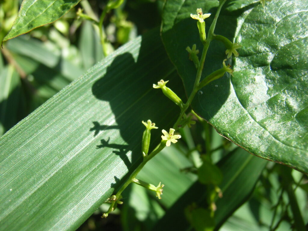 オニドコロの雌花：下垂し、黄色。