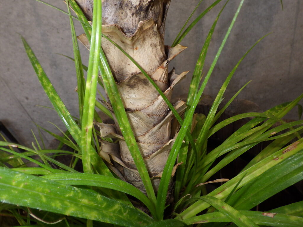 タコノキの茎