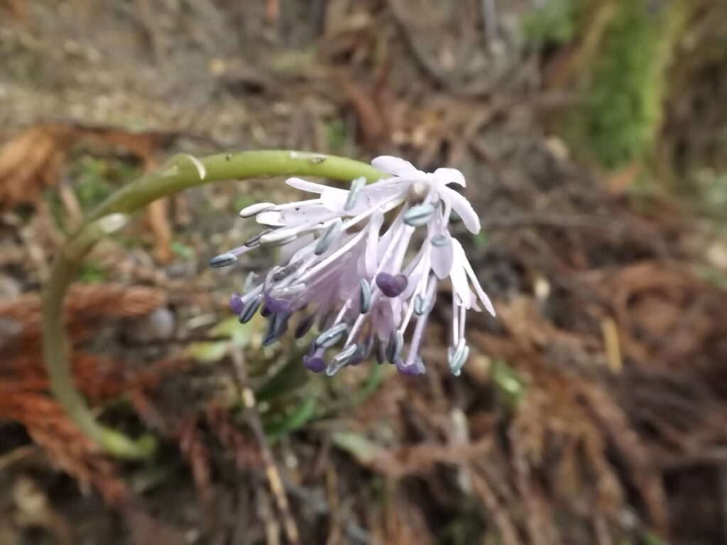 The flower of the Primula japonica