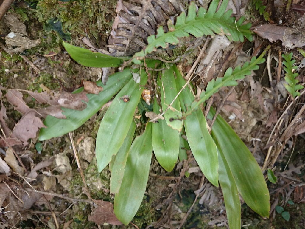 Leaves of the Primula japonica