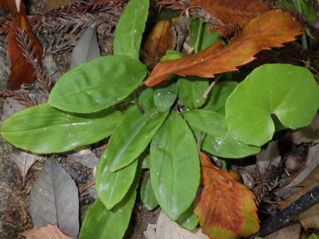 シライトソウの葉