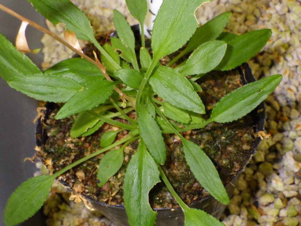 Leaves of Chabosiris