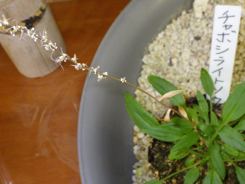 チャボシライトソウの花