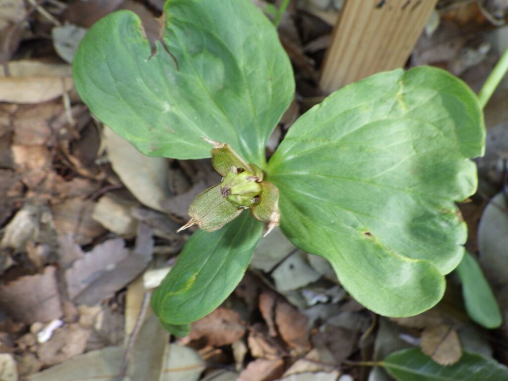 Trillium leaves
