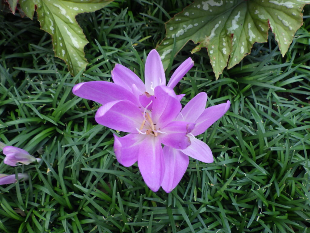 イヌサフランの花