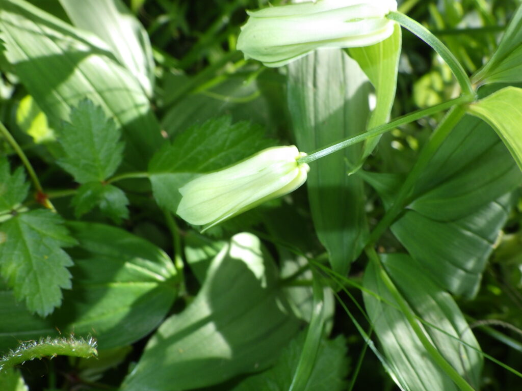 ホウチャクソウの花