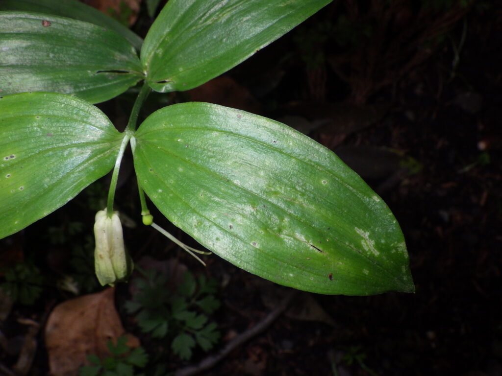 ホウチャクソウの葉上面