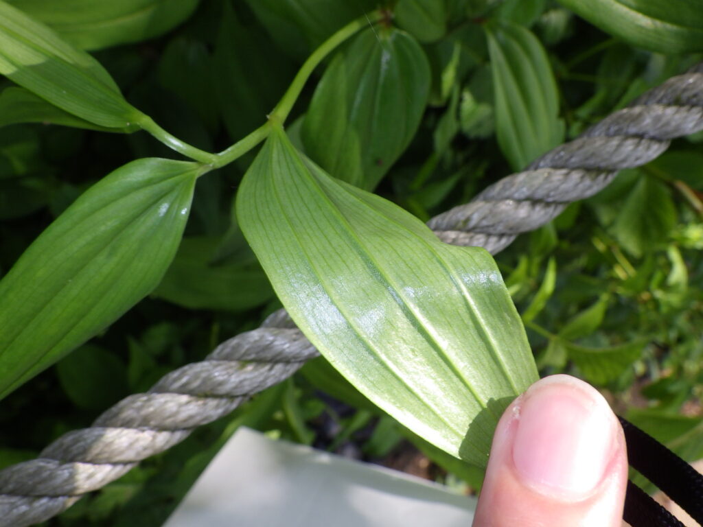 ホウチャクソウの葉下面