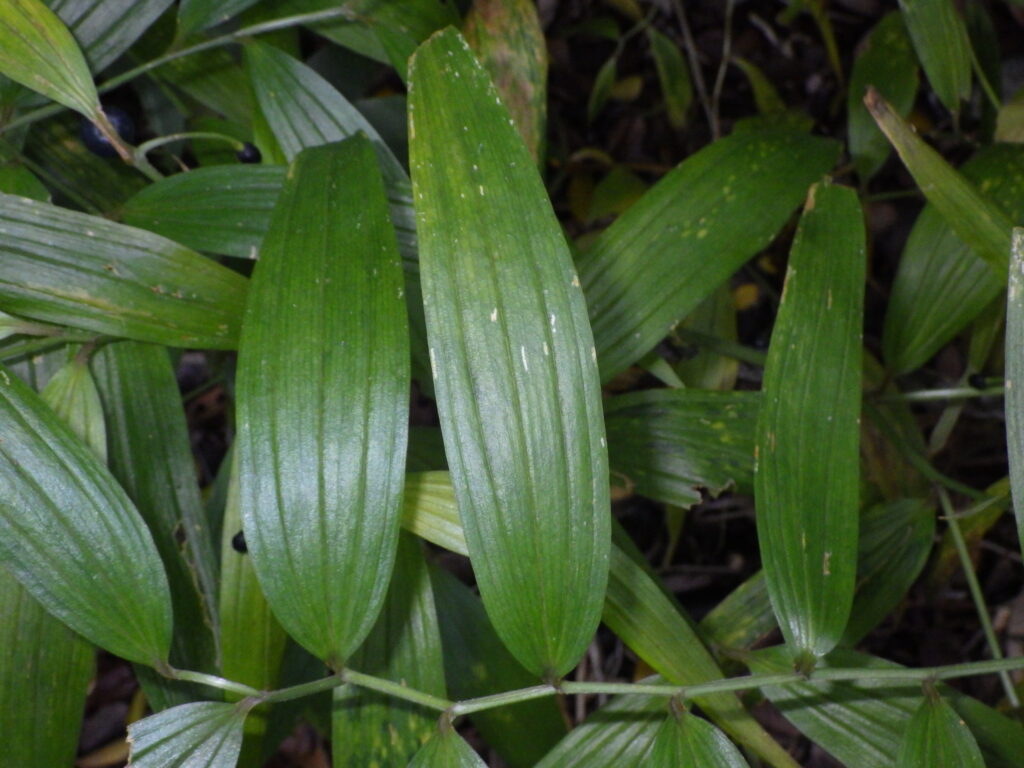 ホソバホウチャクソウの葉上面