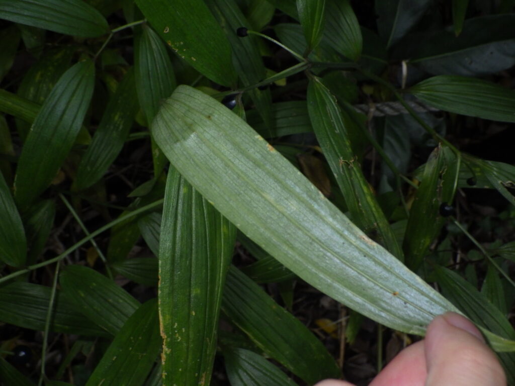 ホソバホウチャクソウの葉下面